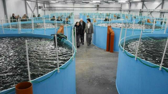 Под Гвардейском запустили самое большое в Калининградской области производство форели