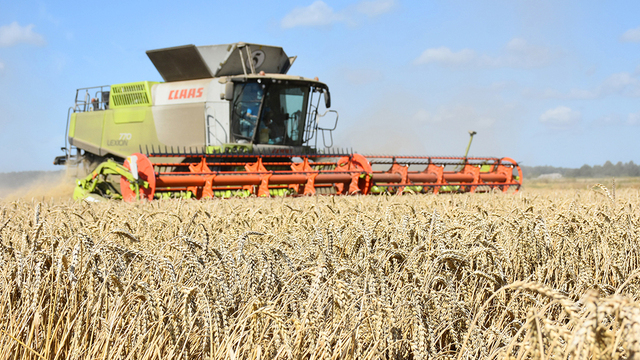 В тройке лидеров: калининградцы собрали рекордный урожай зерна