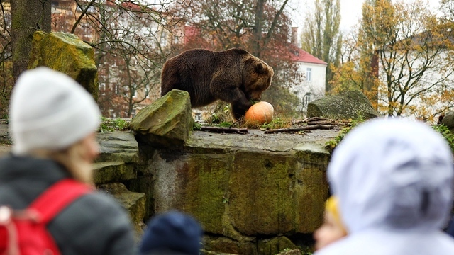 В Калининградском зоопарке рассказали, какое будущее уготовано старому медвежатнику