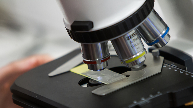 В Индии бушует неизлечимый Нипах: что известно о новом смертельном вирусе