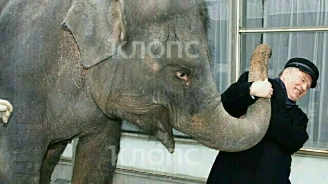 Перенесла уникальную операцию и попала в кадр с Жириновским: чем известна дочка слонихи Преголи (фото) 