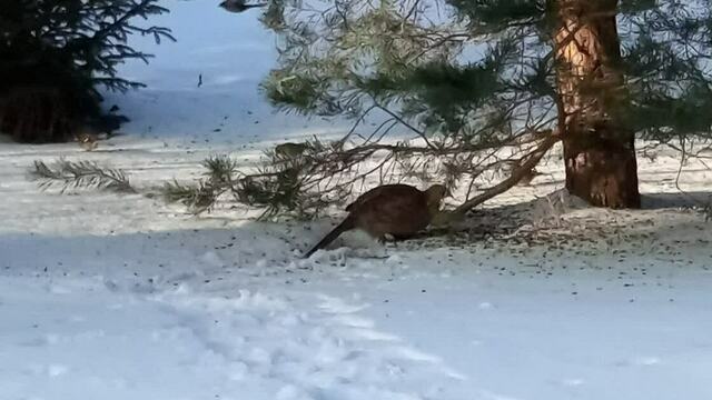 «Из кустов вышла огромная курица»: в светлогорском дворе жители подкармливают приблудившегося фазана (фото, видео)  