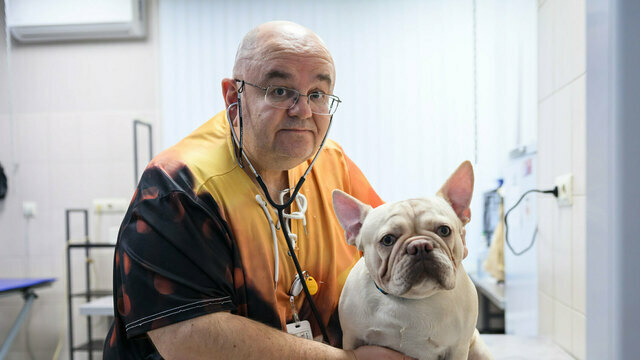 Почему у питомца болит живот: ответы ветеринаров