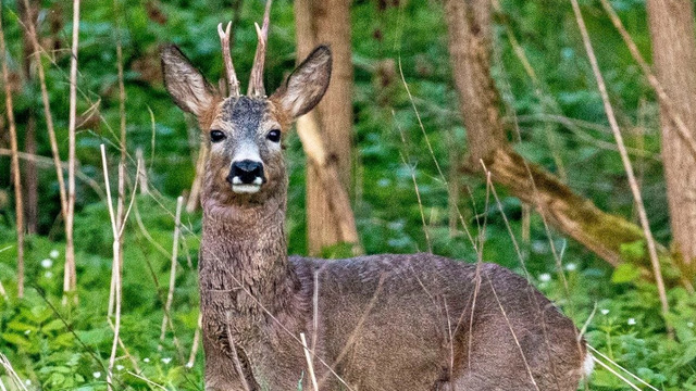 В калининградских лесах посчитают диких животных