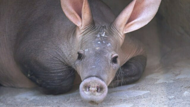 Калининградский трубкозуб Теренс получил на день рождения коробку червяков (видео)  