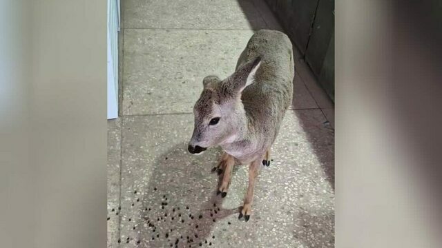 Калининградцы нашли и приютили у себя в мастерской замерзавшую косулю (видео)  