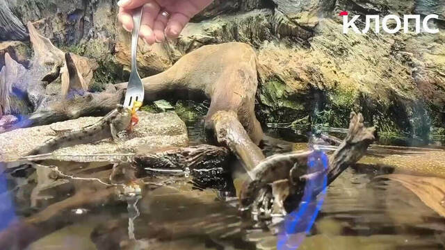 «Несмотря на милую наружность могут и укусить»: в Музее Мирового океана показали трапезу илистых прыгунов (видео)  