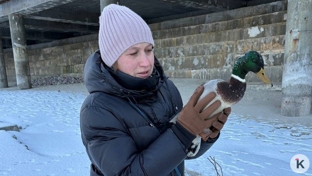 «Бежал со всех утиных лап ко мне»: туристка из Москвы спасла замерзающего на побережье в Светлогорске селезня (фото)  