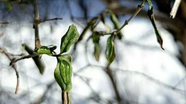 Зелёные листочки среди сугробов заметили в Светлогорске (фото)  