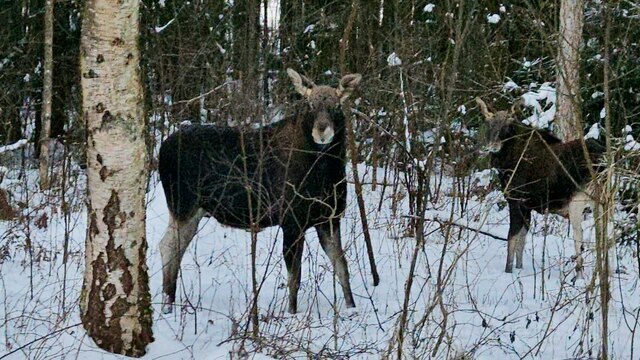 Лоси мигрируют: где на Куршской косе чаще всего можно встретить этих гигантов