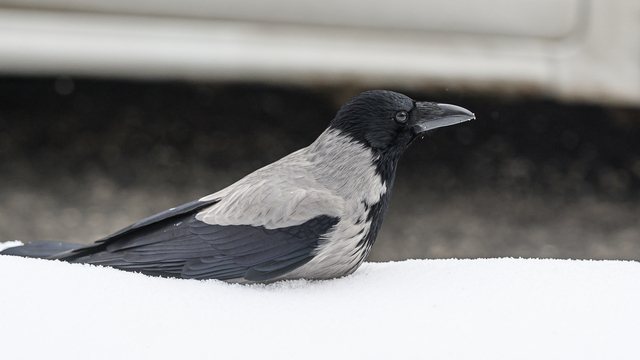 Как Калининград готовится к суровым холодам