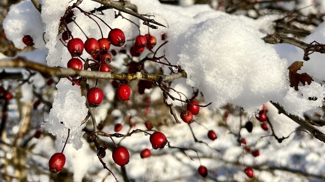 Экстремальные морозы в Калининграде: подробный прогноз на выходные