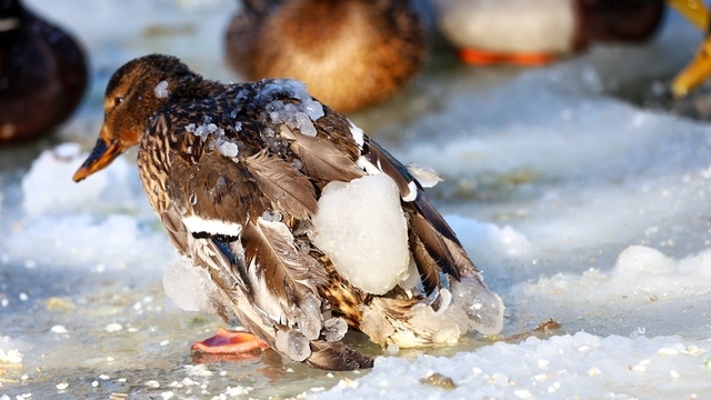 Грустная птица с обледеневшими перьями: в городском парке Зеленоградска спасают замерзающих уток (фото, видео)  