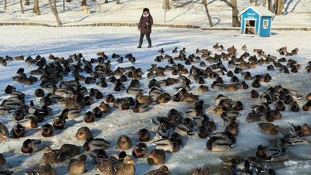 В Зеленоградске во льдах могут погибнуть утки