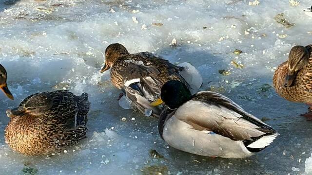 В Зеленоградске местные жители спасают замерзающих уток (видео)