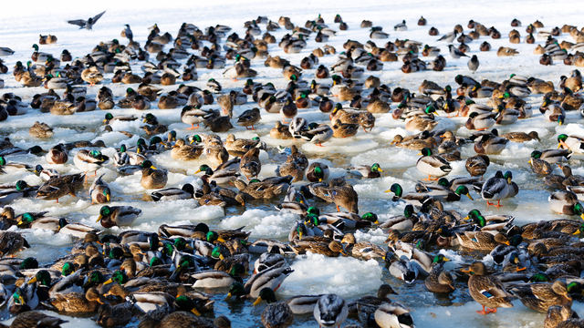 Утки в парке Зеленоградска - борьба за жизнь в минус 20