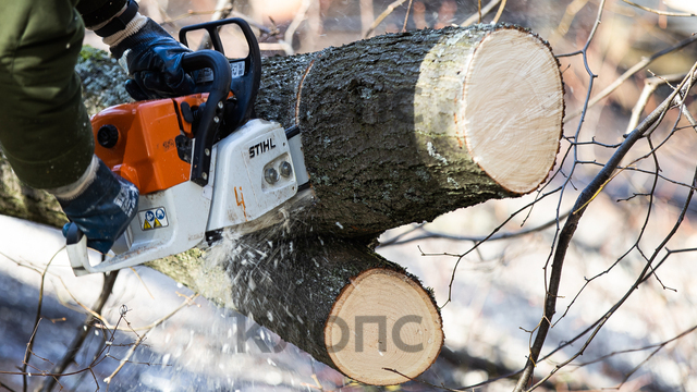 Калининград лишится 129 деревьев на Челюскинской, но где будут высажены новые — неизвестно  