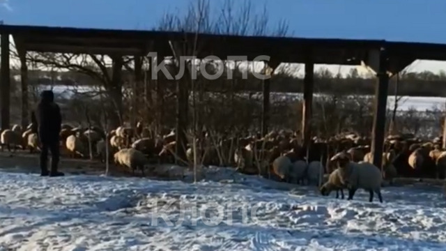 В Калининградской области памятник в честь победы русской армии у Гросс-Егерсдорфа атакуют бараны (видео)  