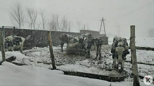 Под Калининградом лошади и коровы круглые сутки бродят по обледеневшему пастбищу в январские морозы (видео)  