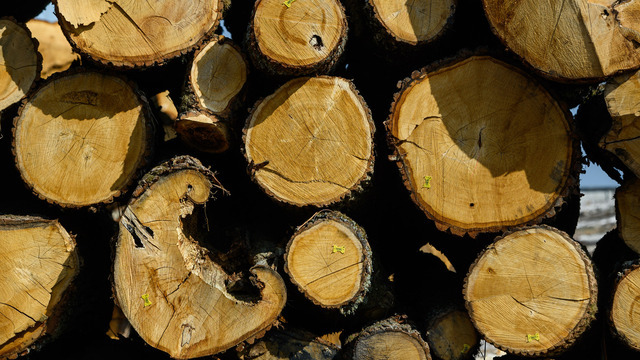 У калининградских льготников есть два месяца, чтобы подать заявку на дрова   