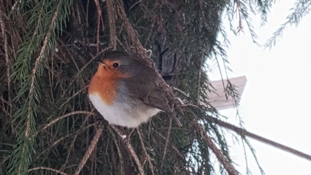 В Калининграде голодная зарянка залетела в магазин, чтобы поужинать круассанами (видео)