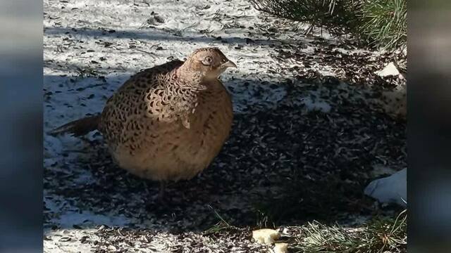 Фрося приглашает кавалера: фазаниха осталась в светлогорском дворе на ПМЖ (видео)  