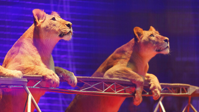 В Калининграде снимают фильм об известном дрессировщике без ног 