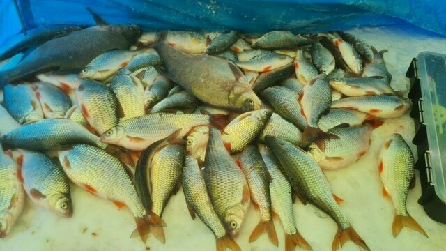 Раз плотвичка, два плотвичка: калининградские рыбаки рассказали, кто клюёт подо льдом (фото)