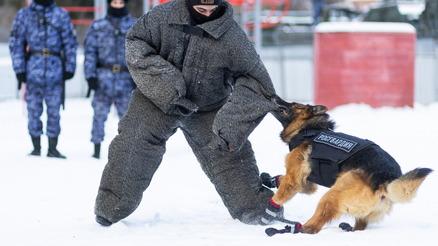 Зачем овчарке кричат «кис-кис»: как в Калининграде живут и служат патрульные собаки (фото)  