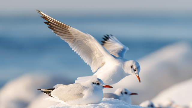 Балтийские чайки