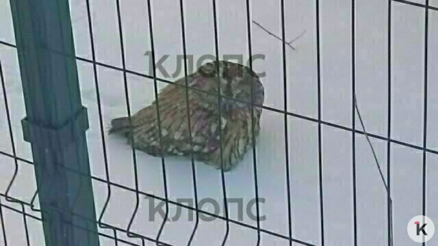 Калининградцы спасли обессиленную сову, которая пришла к зоомагазину (видео)  