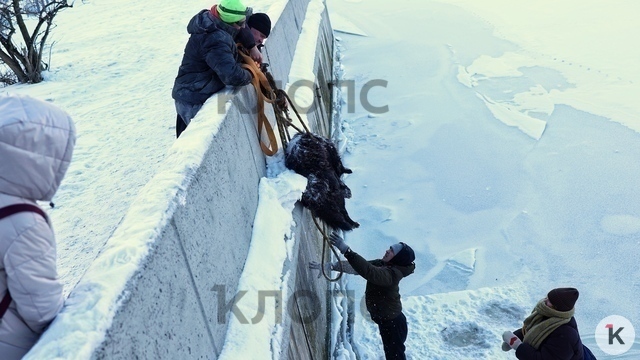 В Калининграде туристка из Ярославля помогла спасти собаку, застрявшую на льду Преголи (видео, фото)  