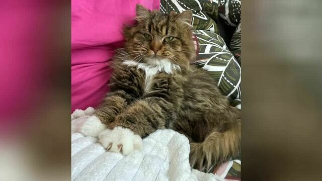 Кошка, спасённая с водонапорной башни в Гурьевском районе, нашла новую семью (фото)  