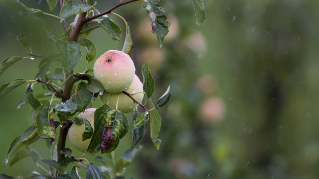 В детском саду Гусева появится агрозона для дошколят, чтобы заранее готовить их к выбору профессии    