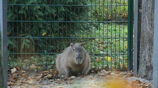 В Калининградском зоопарке за неделю ушли из жизни капибара, два медведя и лама