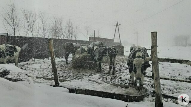 В фермерском хозяйстве под Калининградом, где коровы и лошади сутками паслись на морозе, побывали проверяющие  