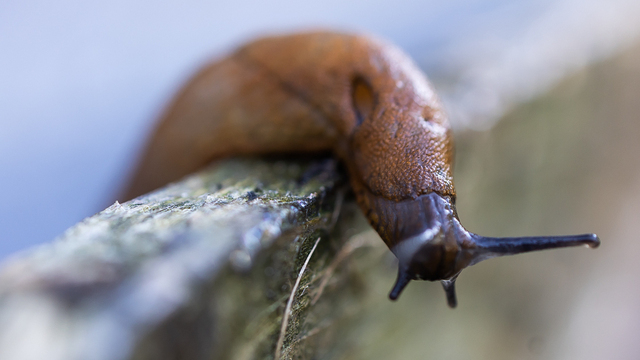 Снег для слизней — абсолютное благо: садоводов весной может ждать нашествие моллюсков  