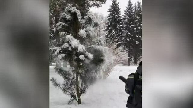 В четырёх парках Калининграда заснеженные деревья еженедельно «пылесосят» (видео)  