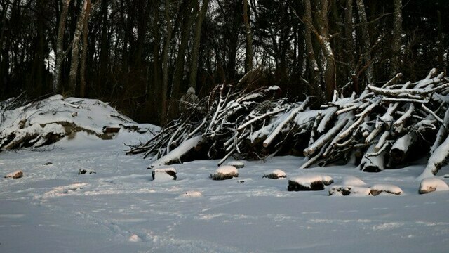 В Калининградской области охотники отказались тревожить животных из-за гололёда