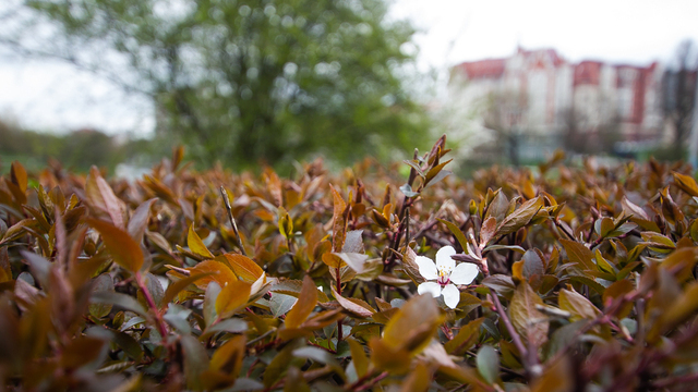 Метеоролог рассказал, какой будет весна в Калининграде и когда она придёт 