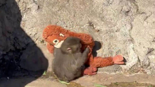 Звезда соцсетей из Японии: на осиротевшего макака Панти напал взрослый сородич (видео)