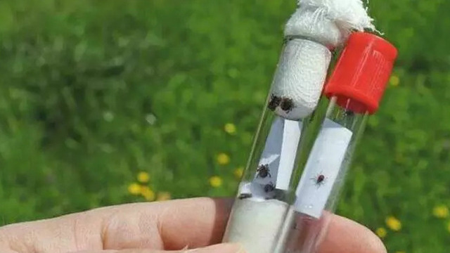 В Калининграде начался сезон вакцинации от клещевого энцефалита