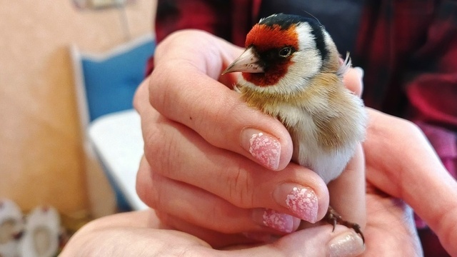 Всей семьёй спасали Клюковку: калининградцы вернули к жизни щегла, который не увидел окно на своём пути (фото)