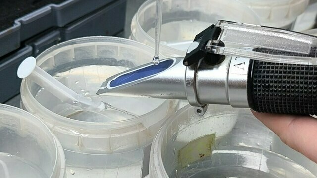 В Музее Мирового океана рассказали, как ухаживают за аквариумами (фото, видео)  