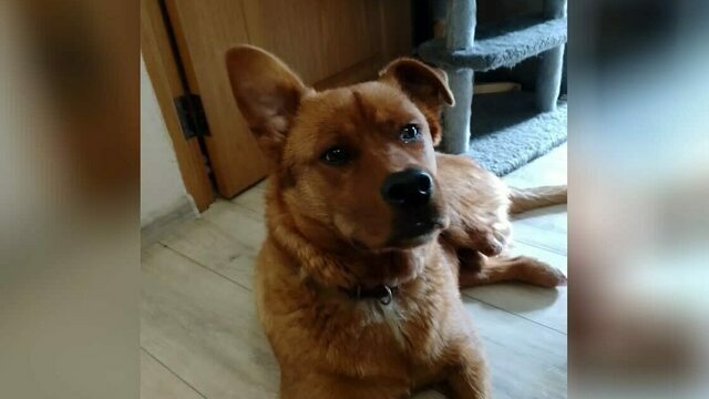 Что-то рыжее в зимнем лесу: пёс Мишутка из Черняховска потерял три лапы, но нашёл семью (фото, видео) 