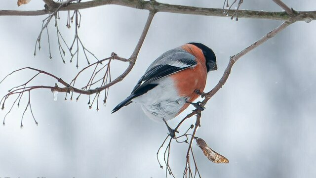 «Такой массовой подкормки птиц я не помню»: орнитолог рассказал, как перезимовали калининградские пернатые (фото)  