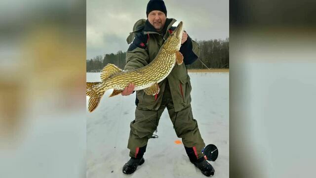 «Самая красивая щука — на Виштынце»: калининградец вытащил из лунки метровую рыбину (фото) 