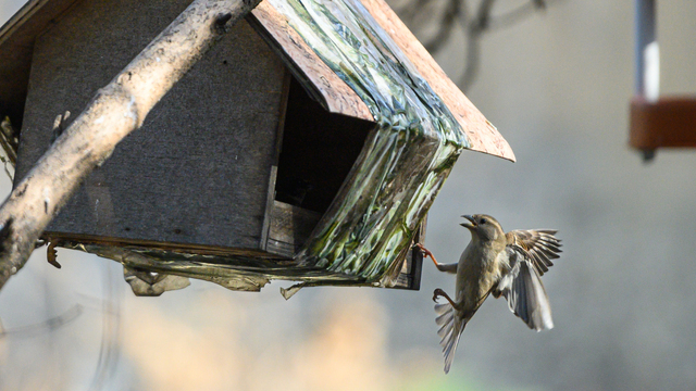 Сухо и тепло: в Калининграде в последний день зимы начнётся весна