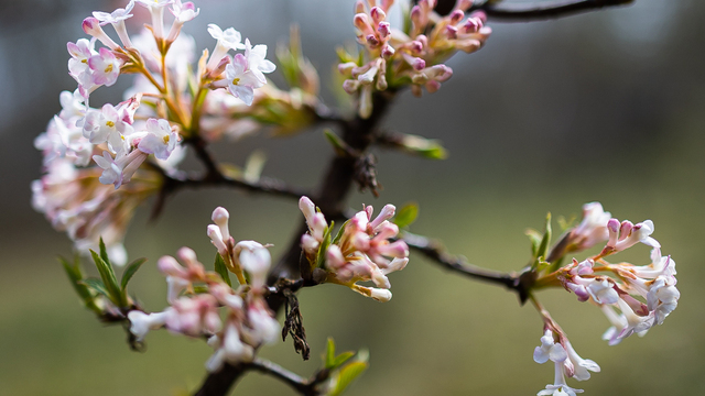 Слишком ранние почки лучше срезать: калининградский агроном рассказал, как ухаживать за садом во время оттепели  