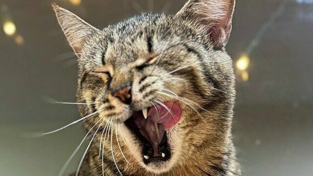 Щёчки-булочки и золото звёзд на космической шубке: десять пушистиков, которые ищут дом и любящих хозяев